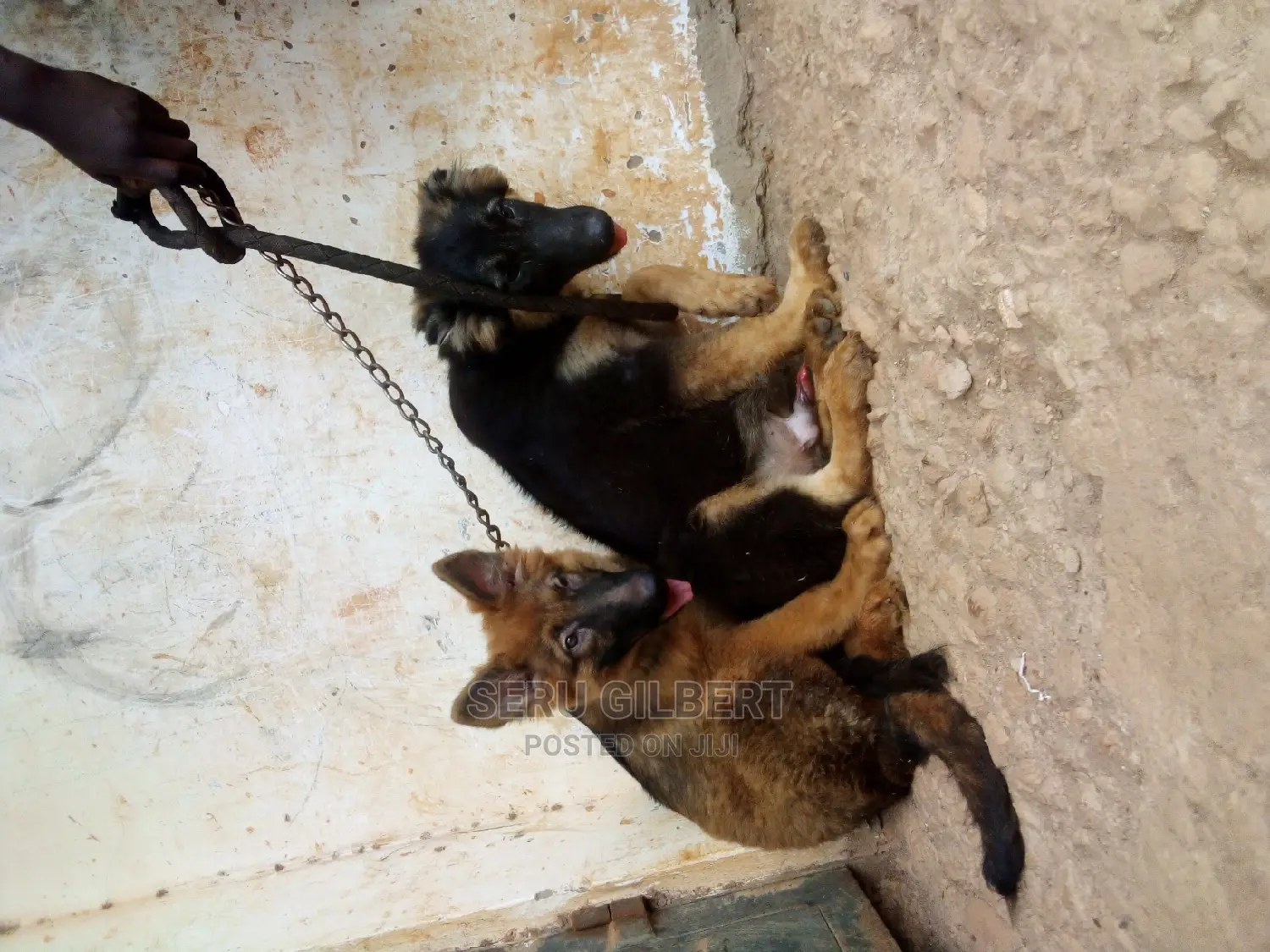 1-3 months Male Purebred German Shepherd