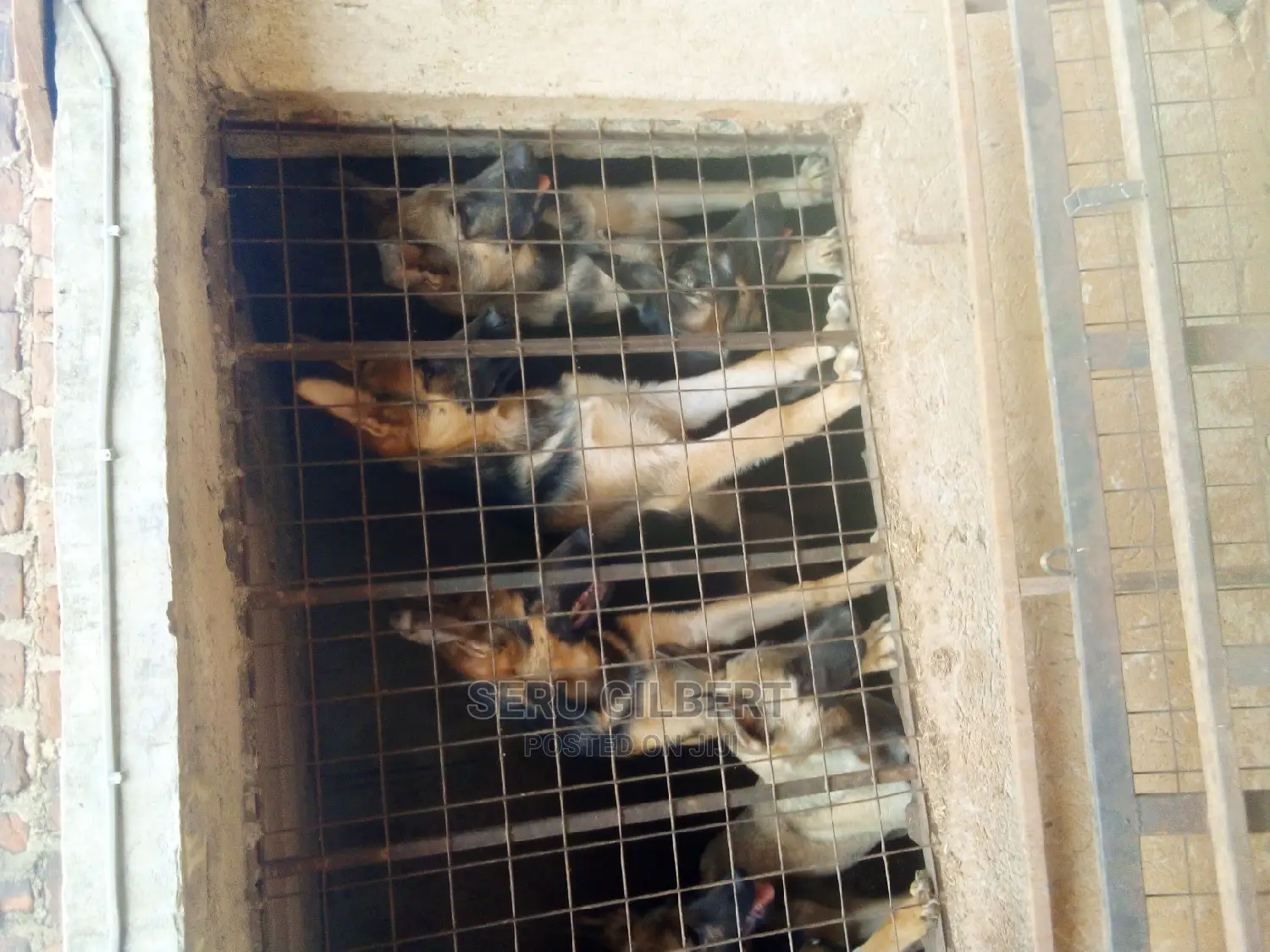 3-6 months Male Purebred German Shepherd
