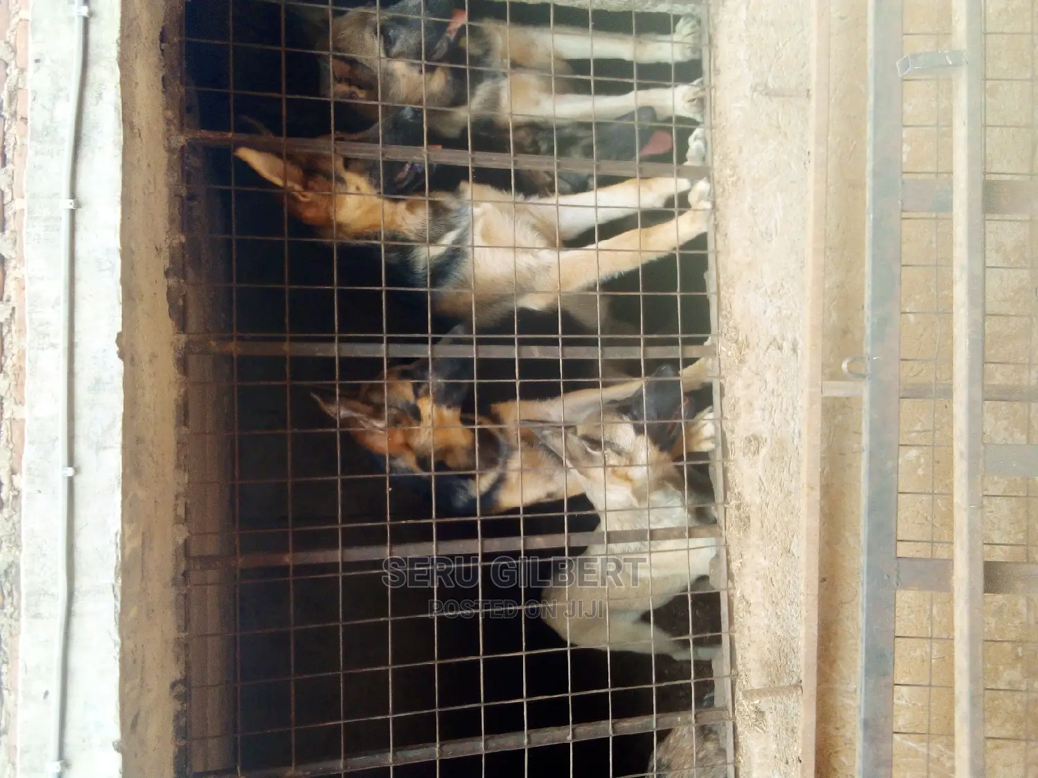 3-6 months Male Purebred German Shepherd
