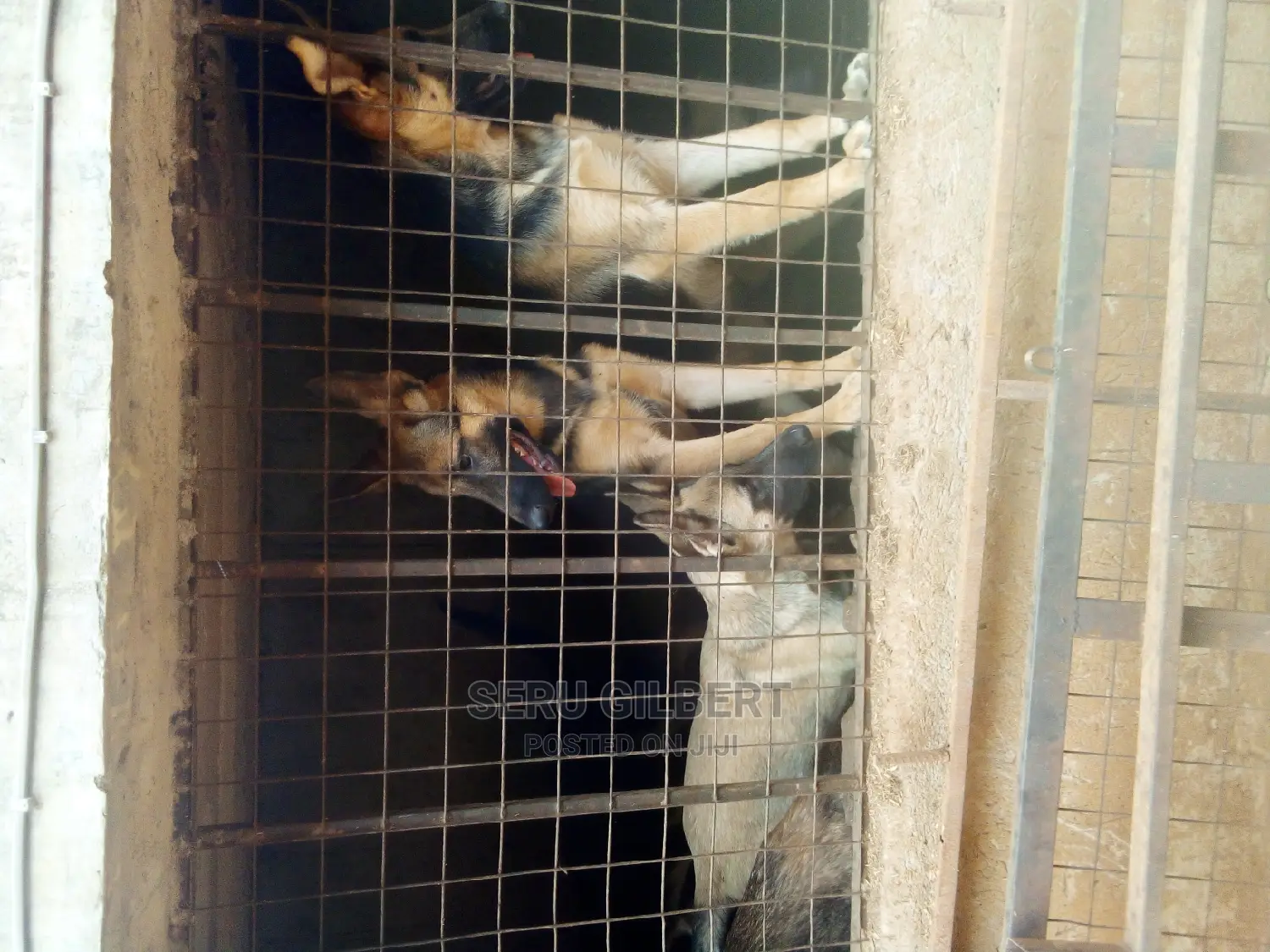 6-12 months Male Purebred German Shepherd