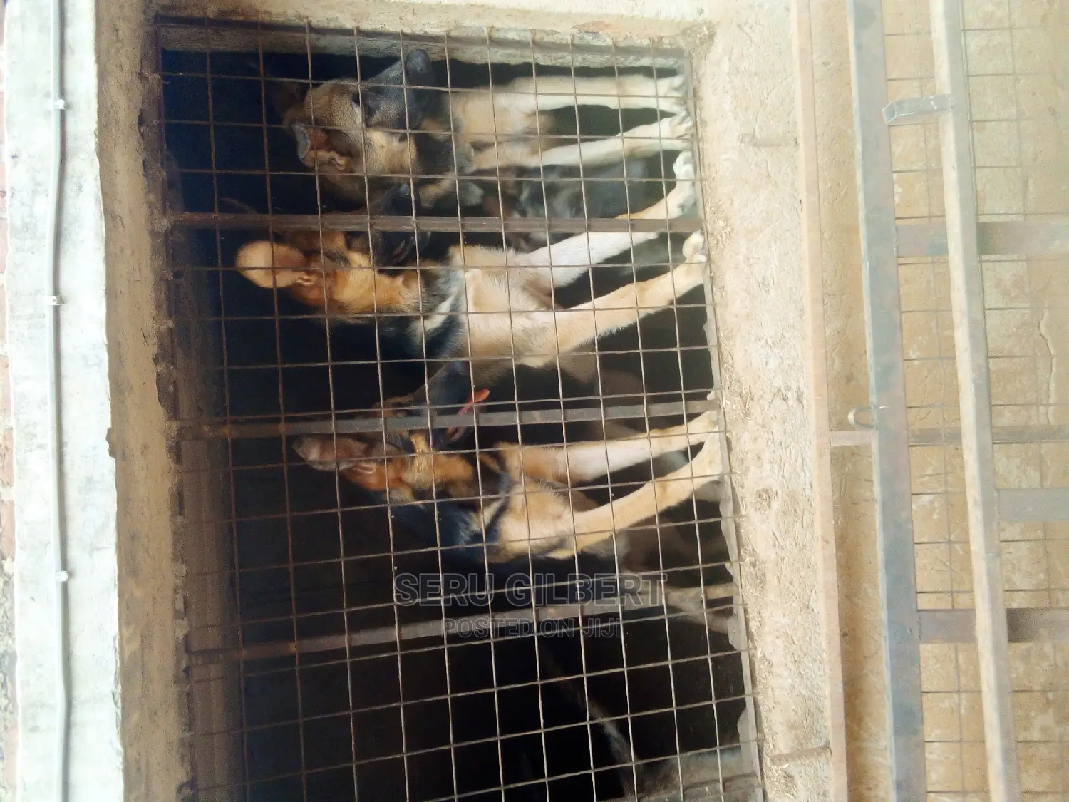 3-6 months Male Purebred German Shepherd