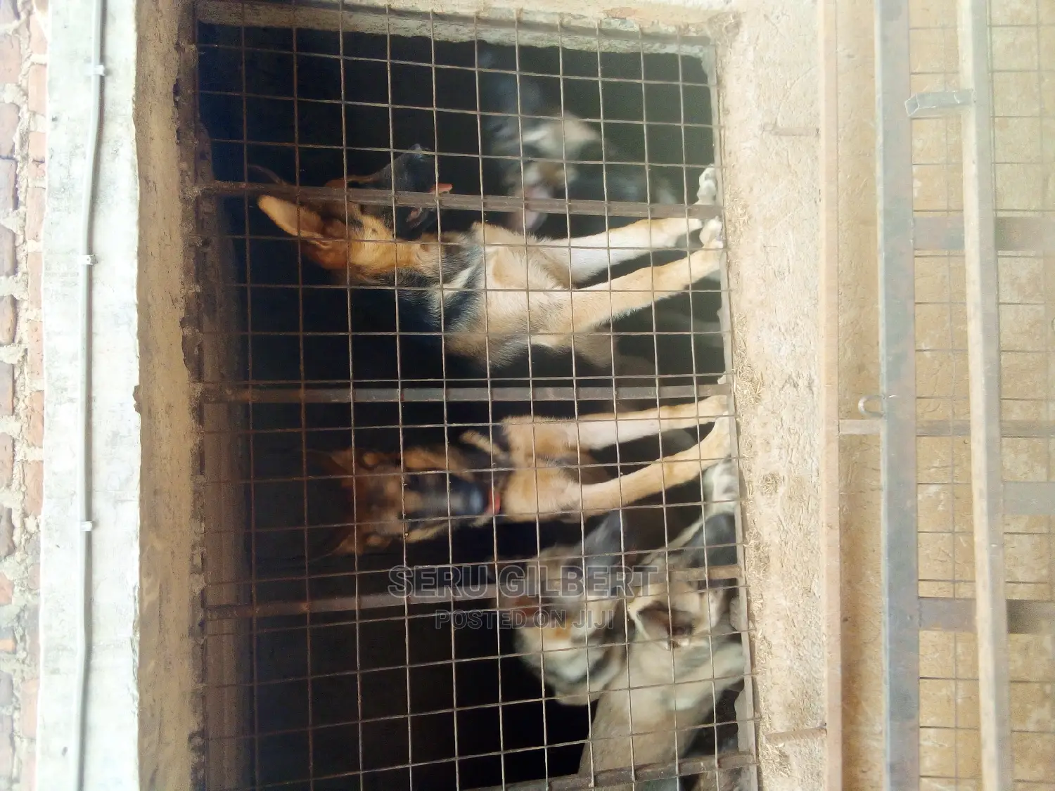 1-3 months Male Purebred German Shepherd