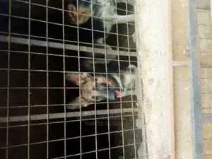 3-6 months Male Purebred German Shepherd