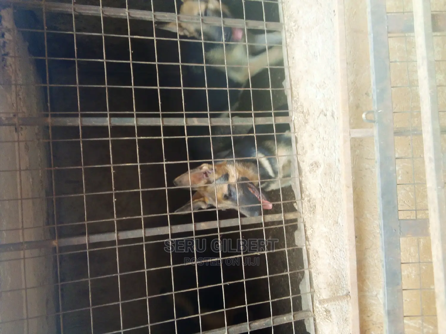1-3 months Male Purebred German Shepherd