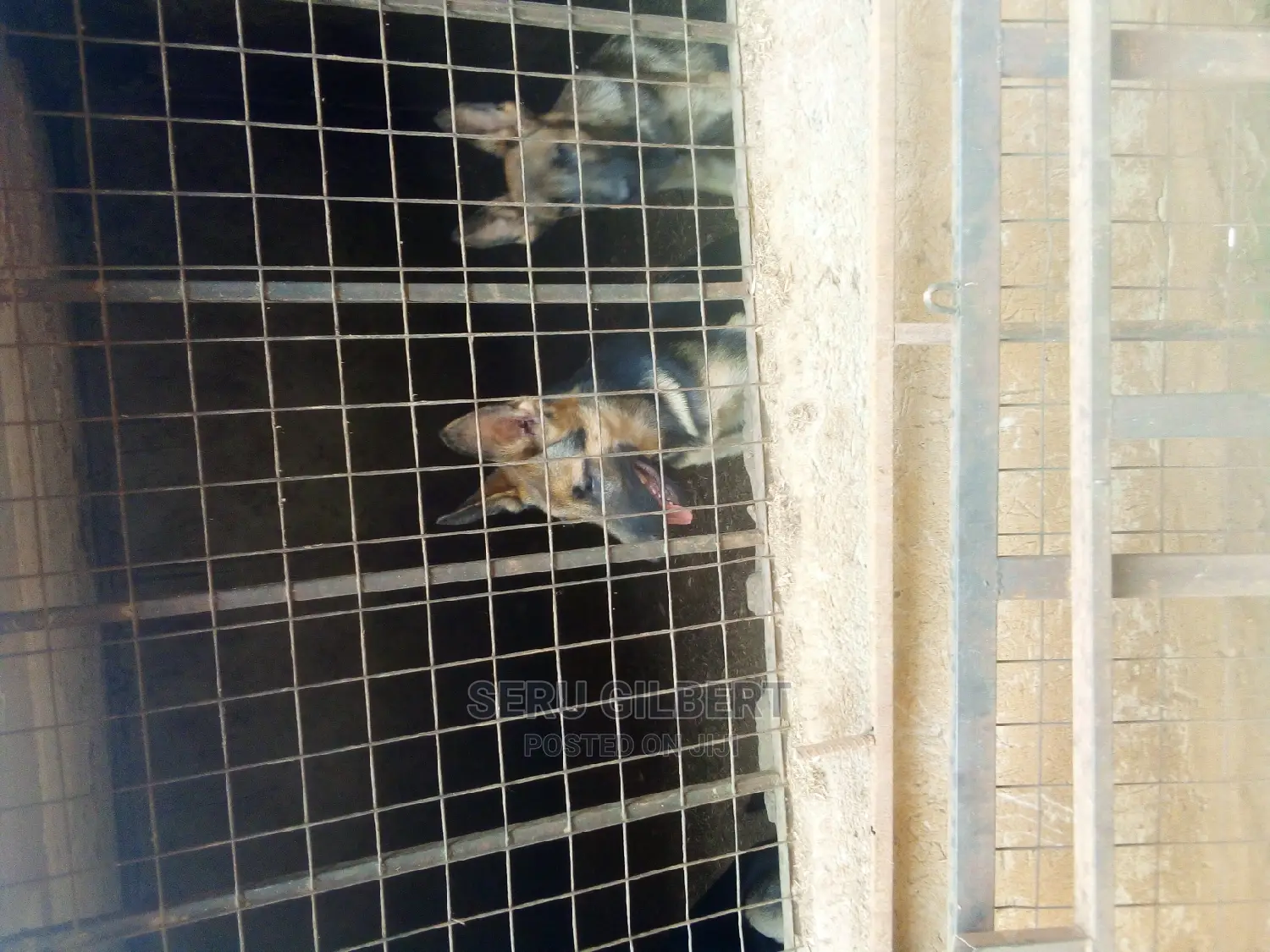 6-12 months Male Purebred German Shepherd