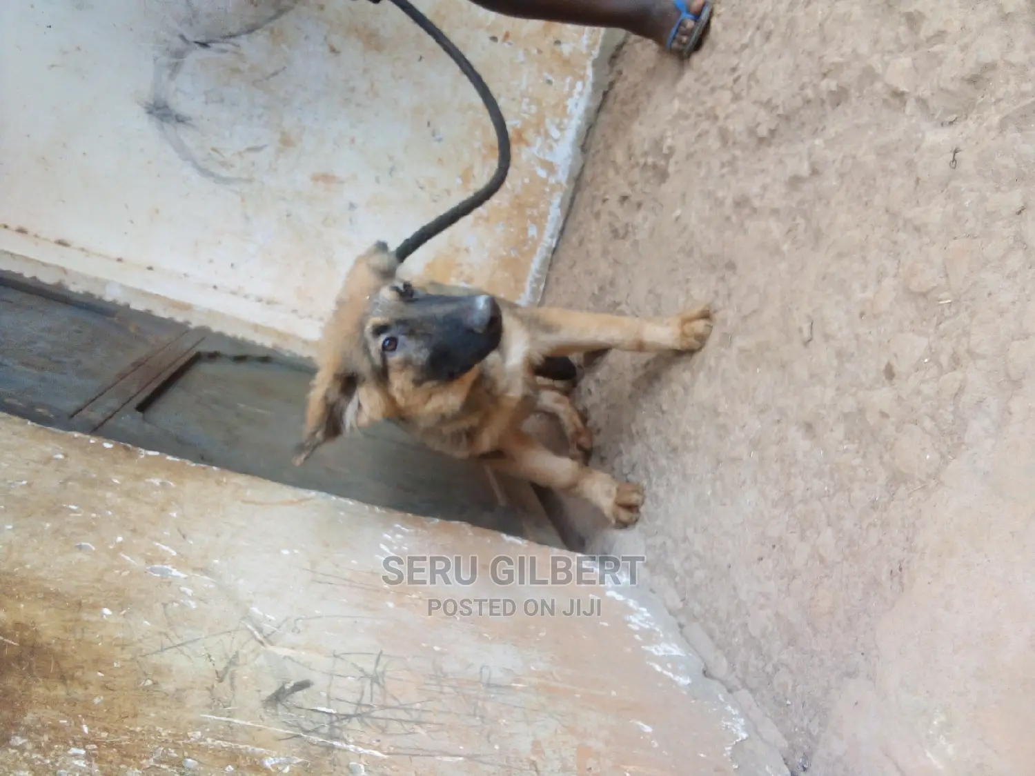1-3 months Male Purebred German Shepherd