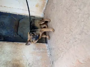 0-1 month Male Purebred German Shepherd
