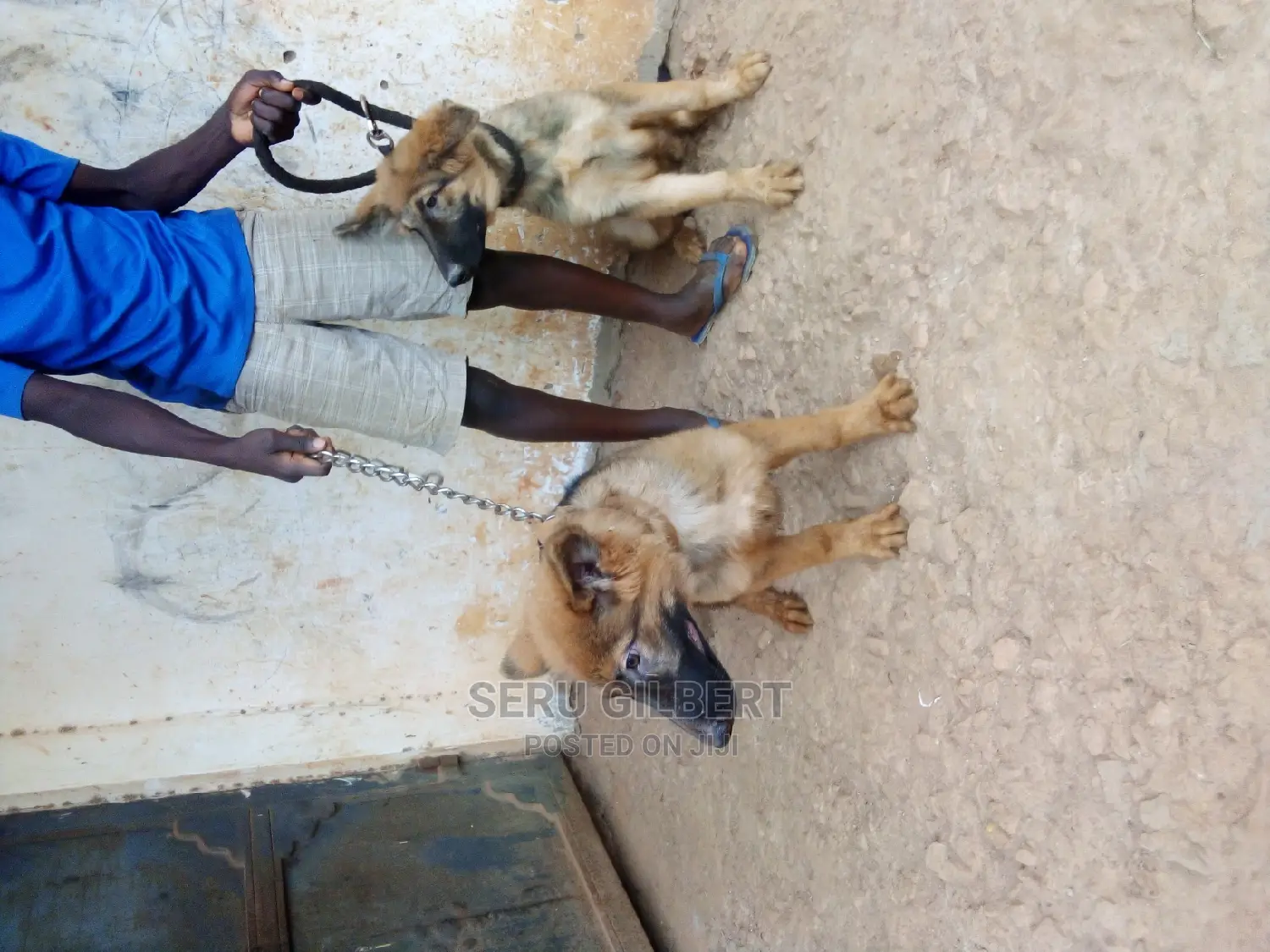 3-6 months Male Purebred German Shepherd