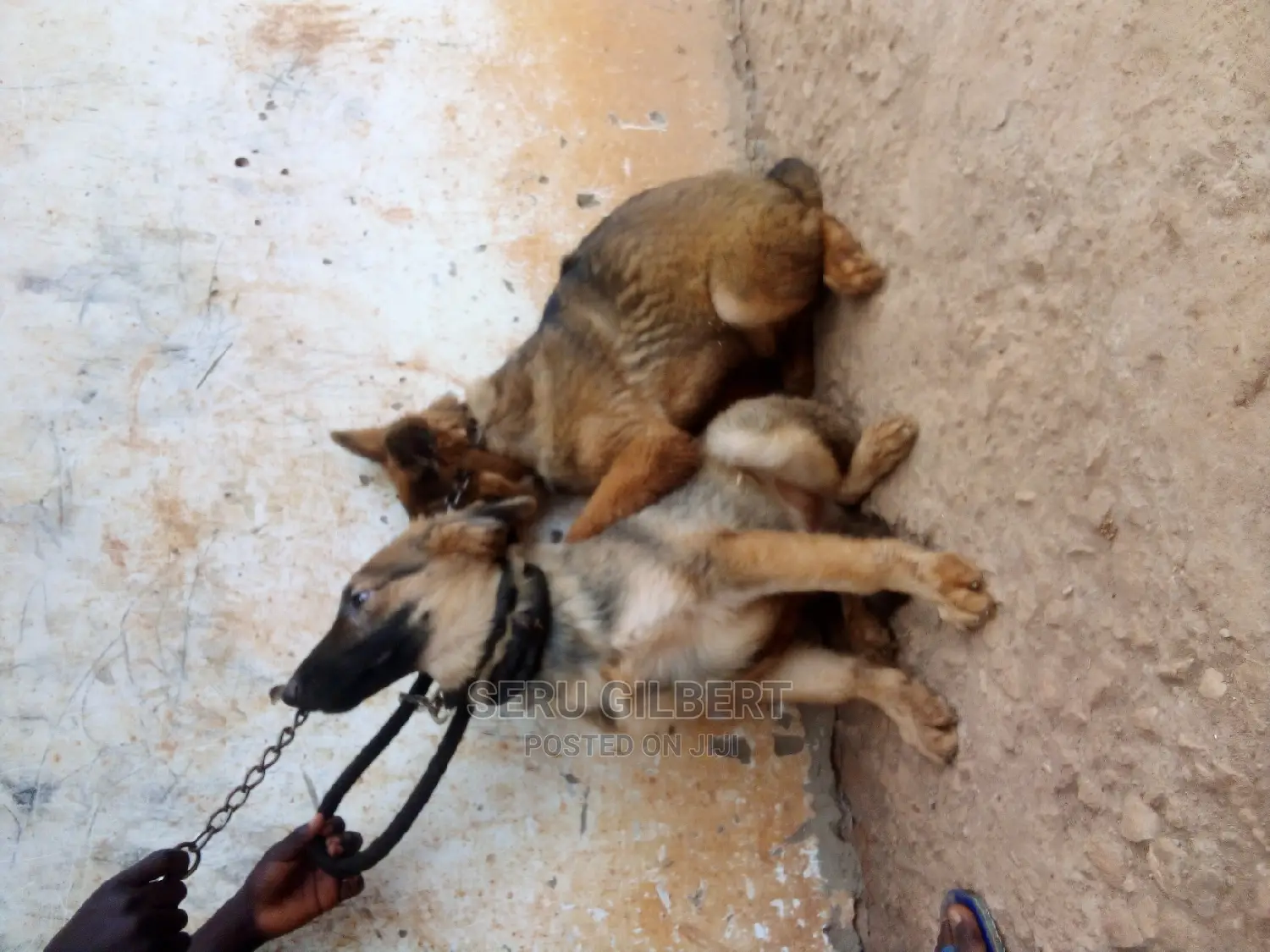 3-6 months Male Purebred German Shepherd