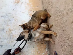3-6 months Male Purebred German Shepherd