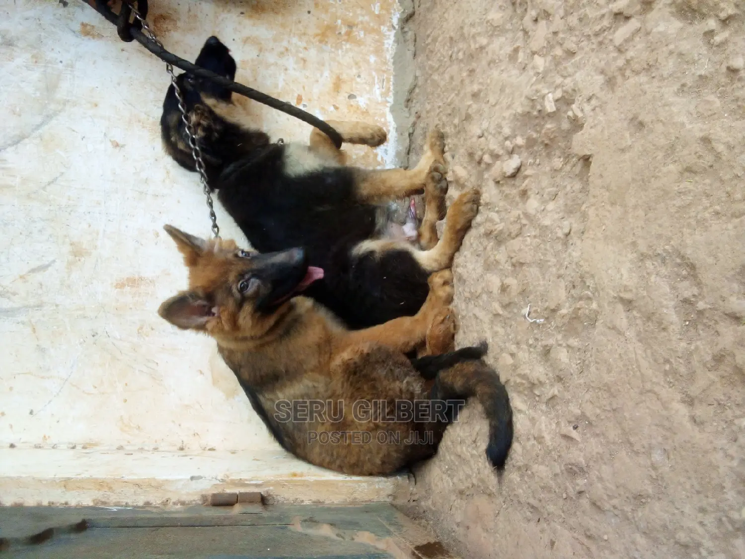 3-6 months Male Purebred German Shepherd
