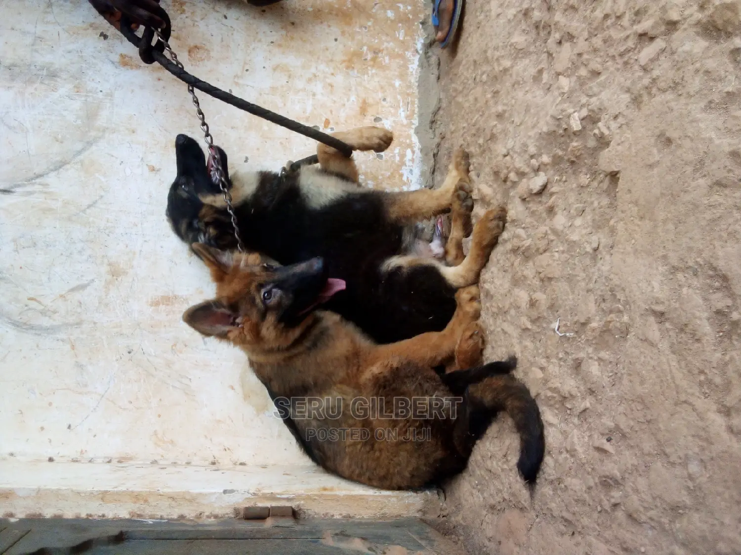 3-6 months Male Purebred German Shepherd