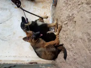 3-6 months Male Purebred German Shepherd