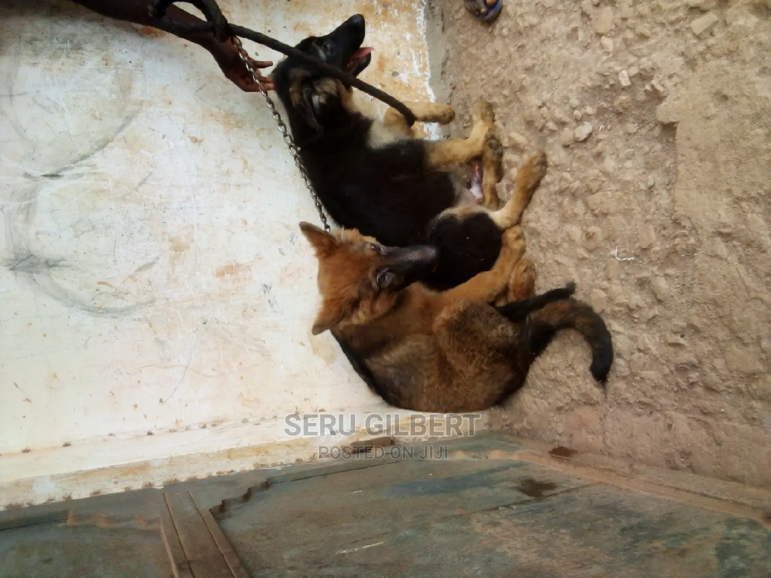3-6 months Male Purebred German Shepherd