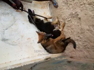 3-6 months Male Purebred German Shepherd