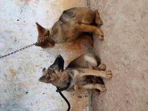 3-6 months Male Purebred German Shepherd