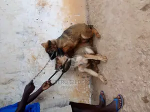 3-6 months Male Purebred German Shepherd