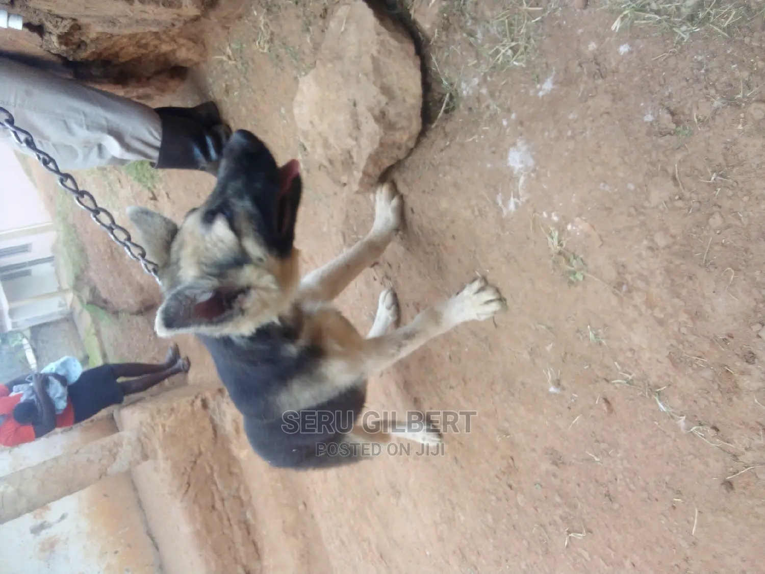 3-6 months Male Purebred German Shepherd