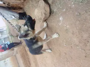 3-6 months Male Purebred German Shepherd