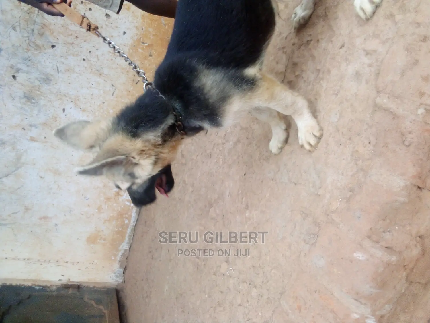 3-6 months Male Purebred German Shepherd