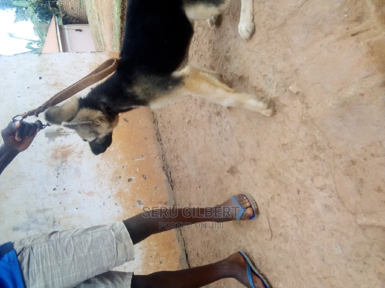 3-6 months Male Purebred German Shepherd