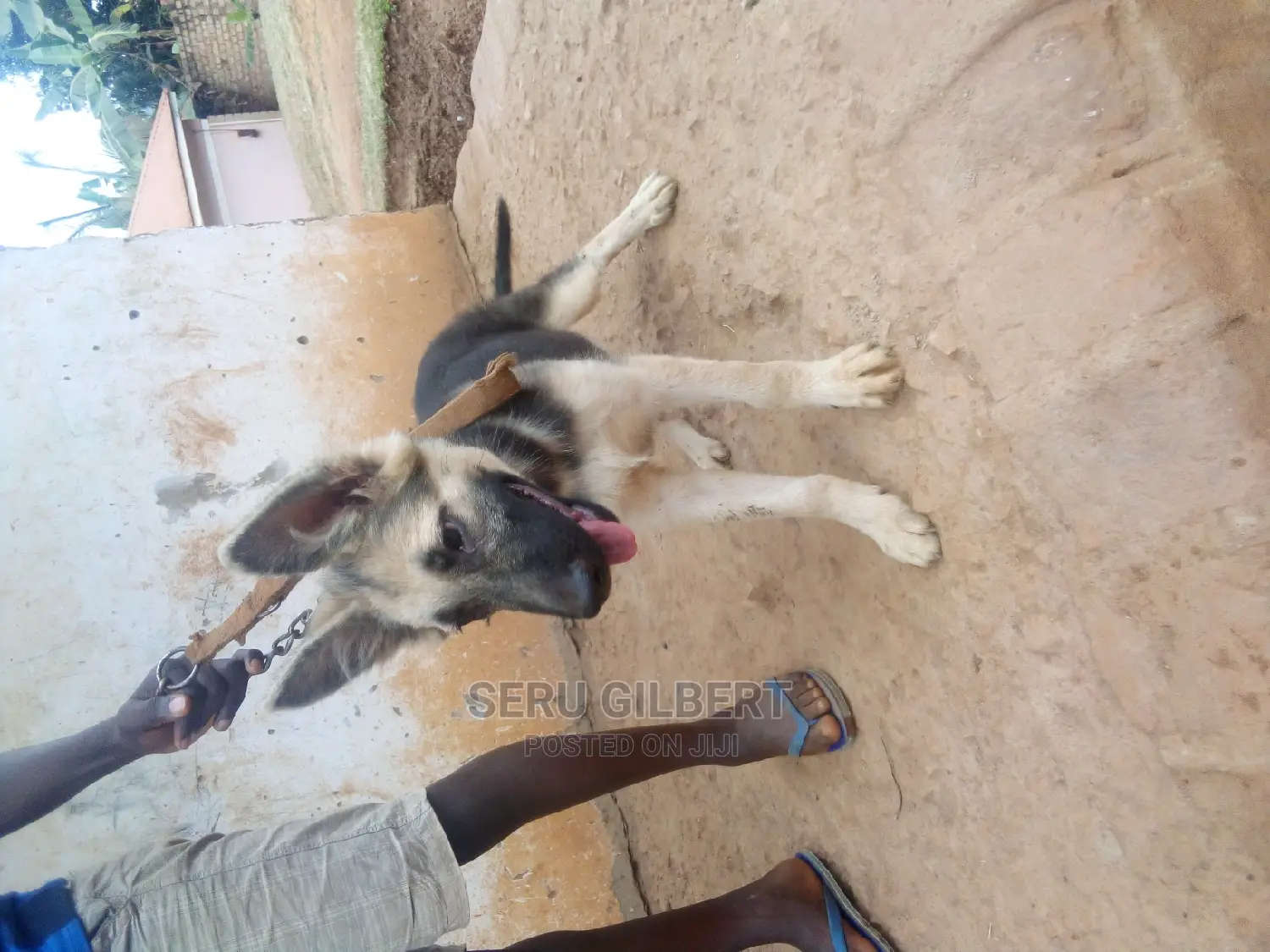 3-6 months Male Purebred German Shepherd