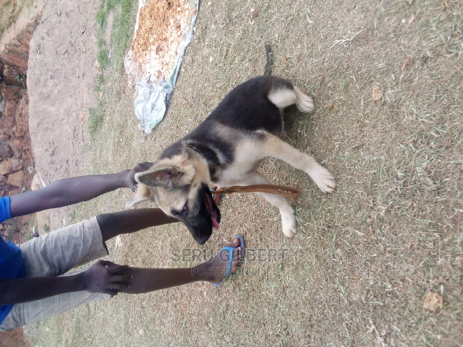 3-6 months Male Purebred German Shepherd