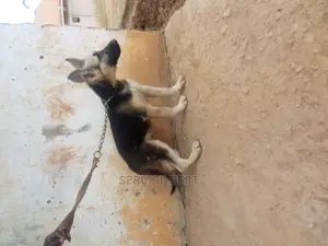 3-6 months Male Purebred German Shepherd