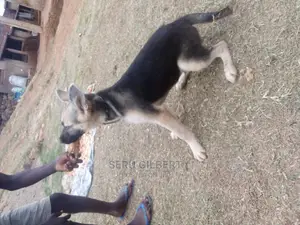 3-6 months Male Purebred German Shepherd