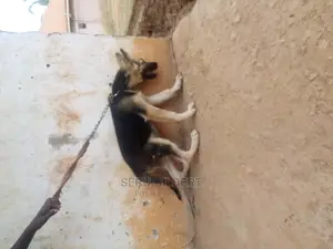 3-6 months Male Purebred German Shepherd