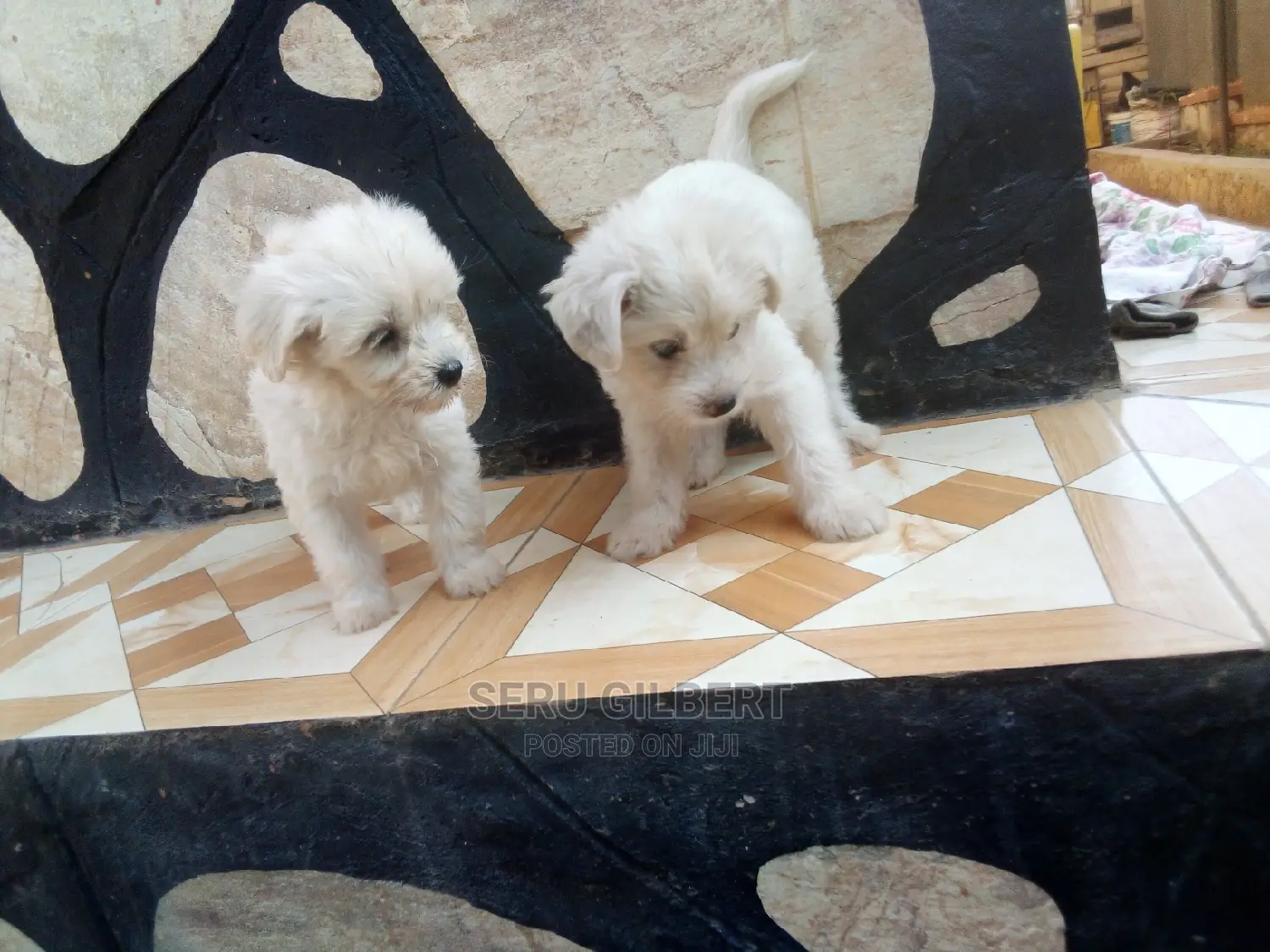 1-3 months Male Purebred Maltese