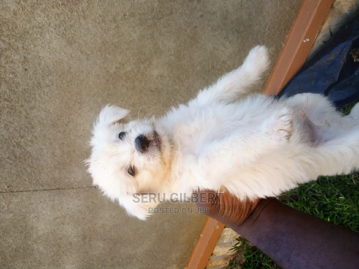 1-3 months Male Purebred Maltese