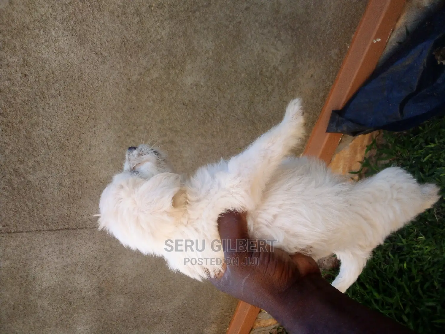 1-3 months Male Purebred Maltese