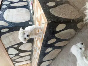 Photo - 1-3 months Male Purebred Maltese