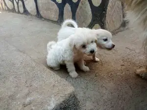 Photo - 0-1 month Male Purebred Maltese