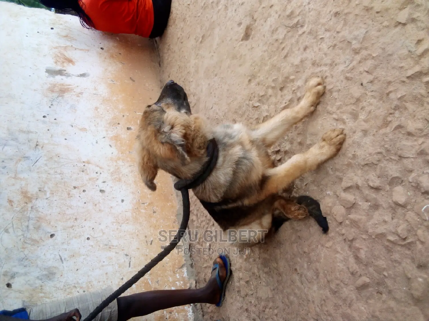 1-3 months Male Purebred German Shepherd