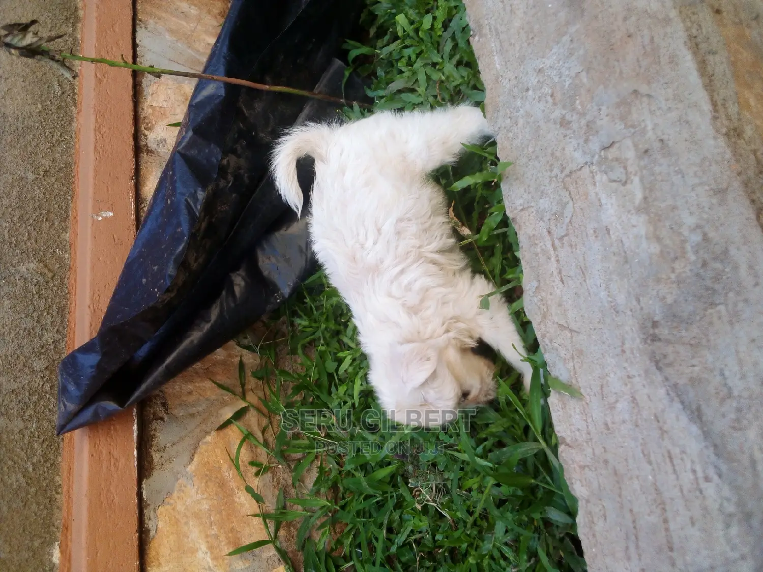 0-1 month Male Purebred Maltese