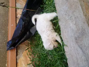 0-1 month Male Purebred Maltese