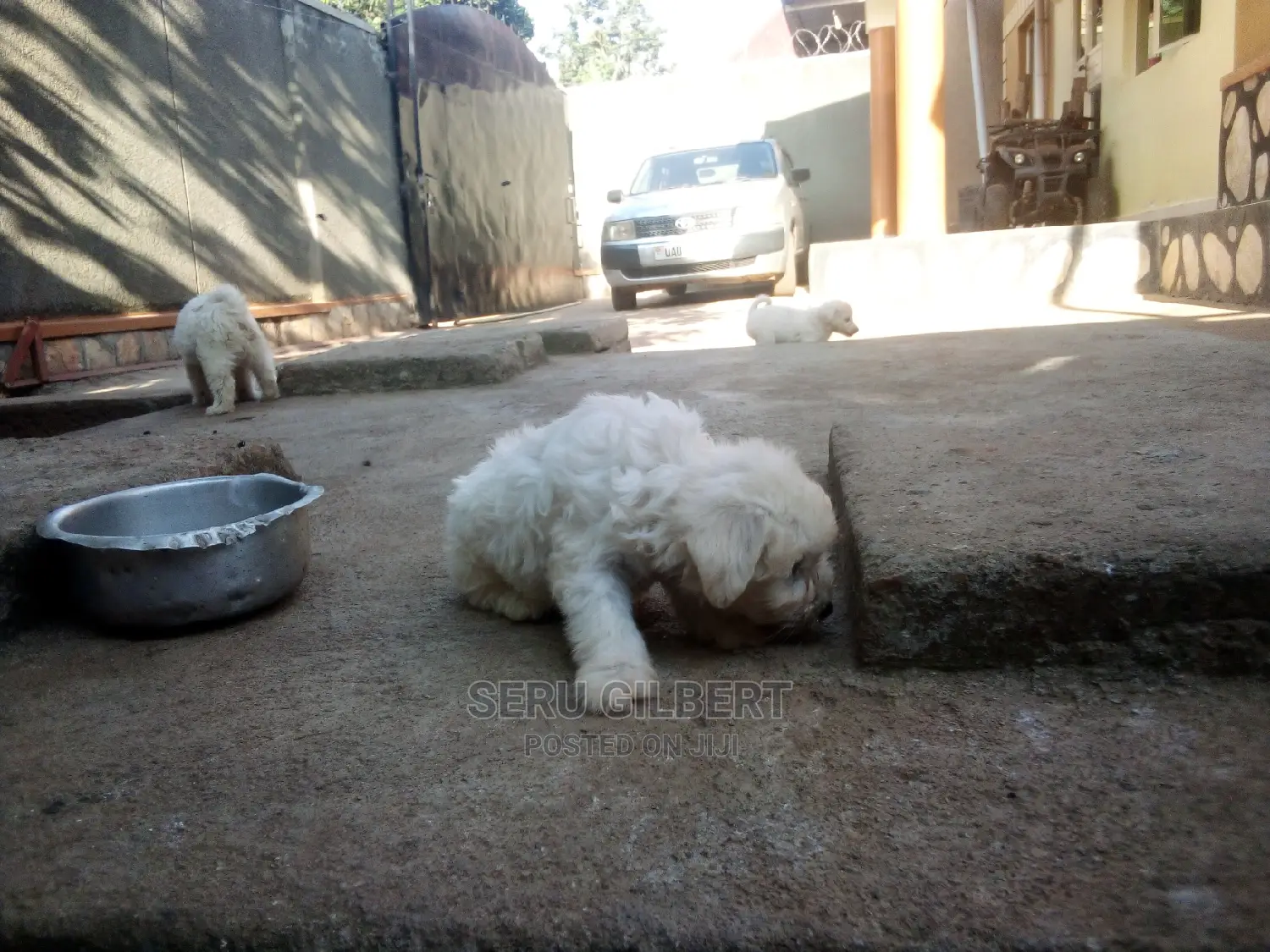 0-1 month Male Purebred Maltese