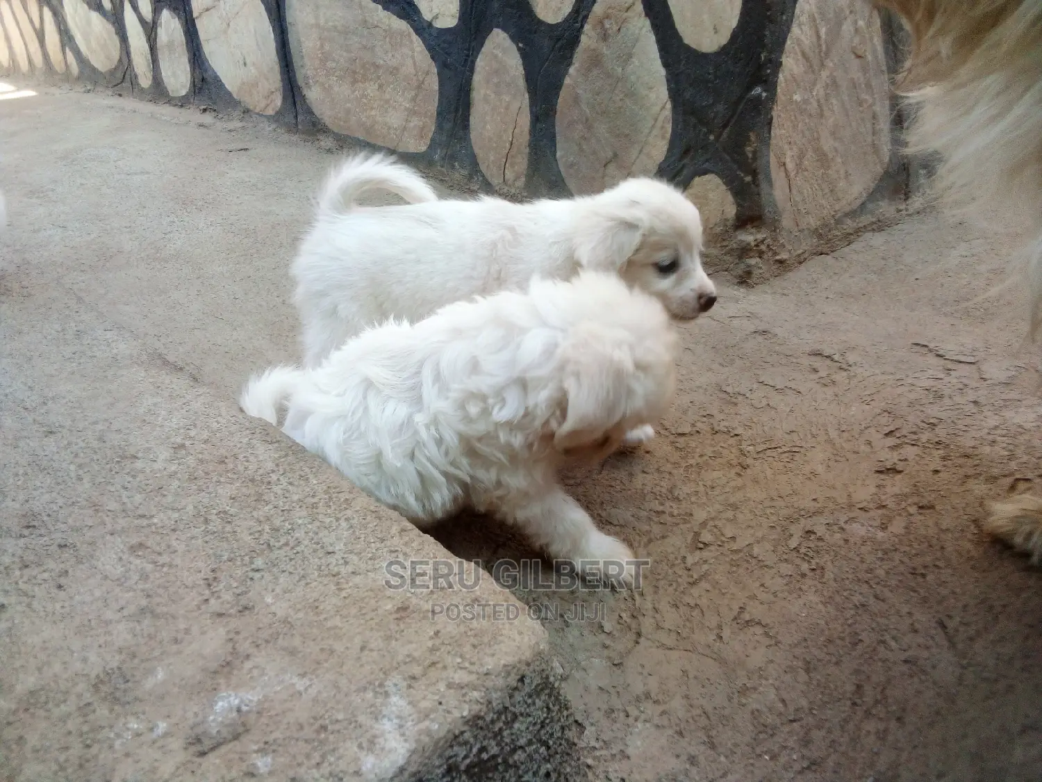 1-3 months Male Purebred Maltese