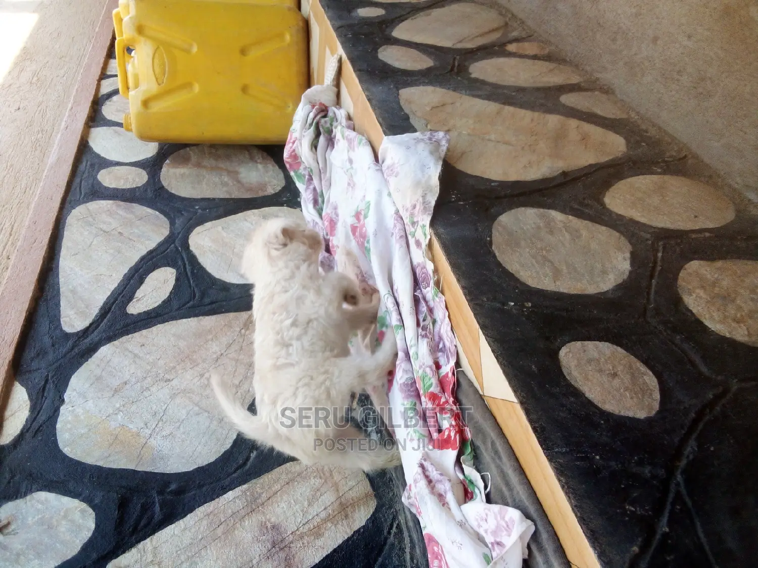 0-1 month Male Purebred Maltese