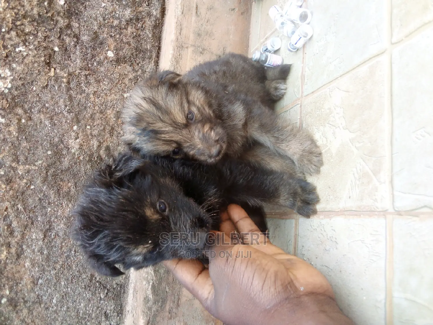 1-3 months Male Purebred German Shepherd