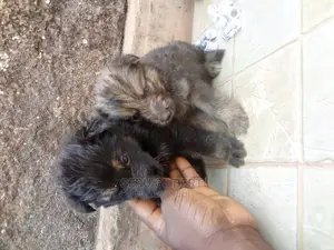 1-3 months Male Purebred German Shepherd