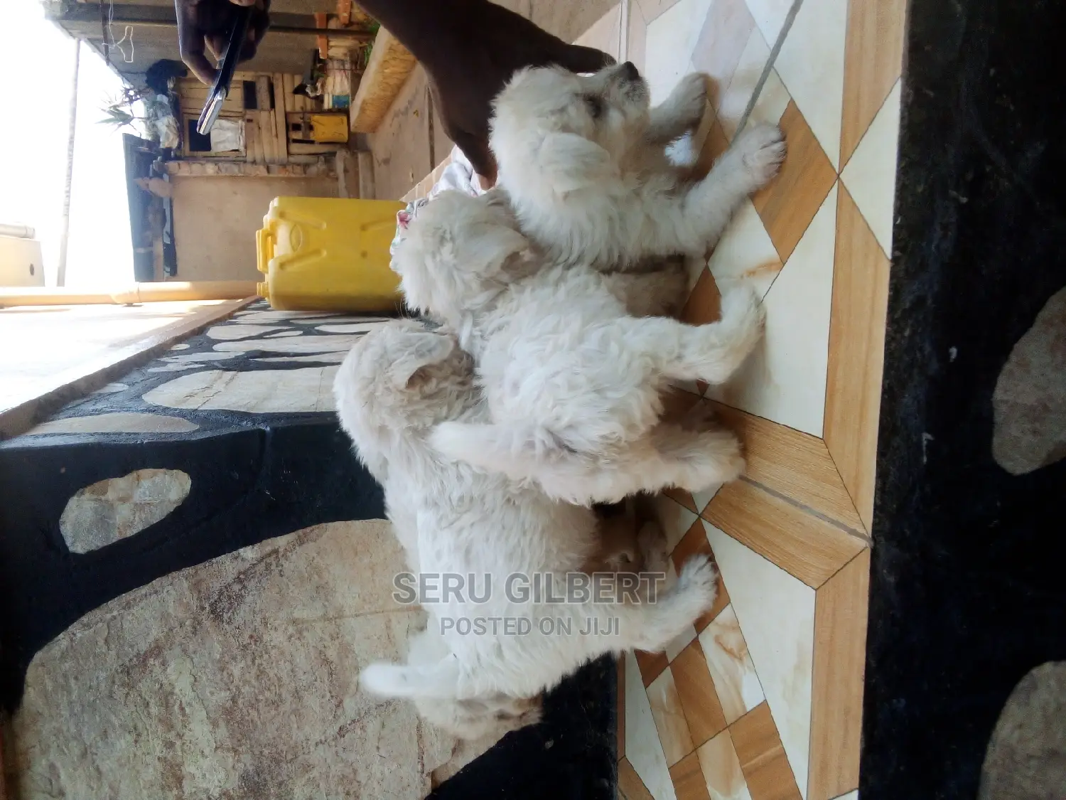 0-1 month Male Purebred Maltese