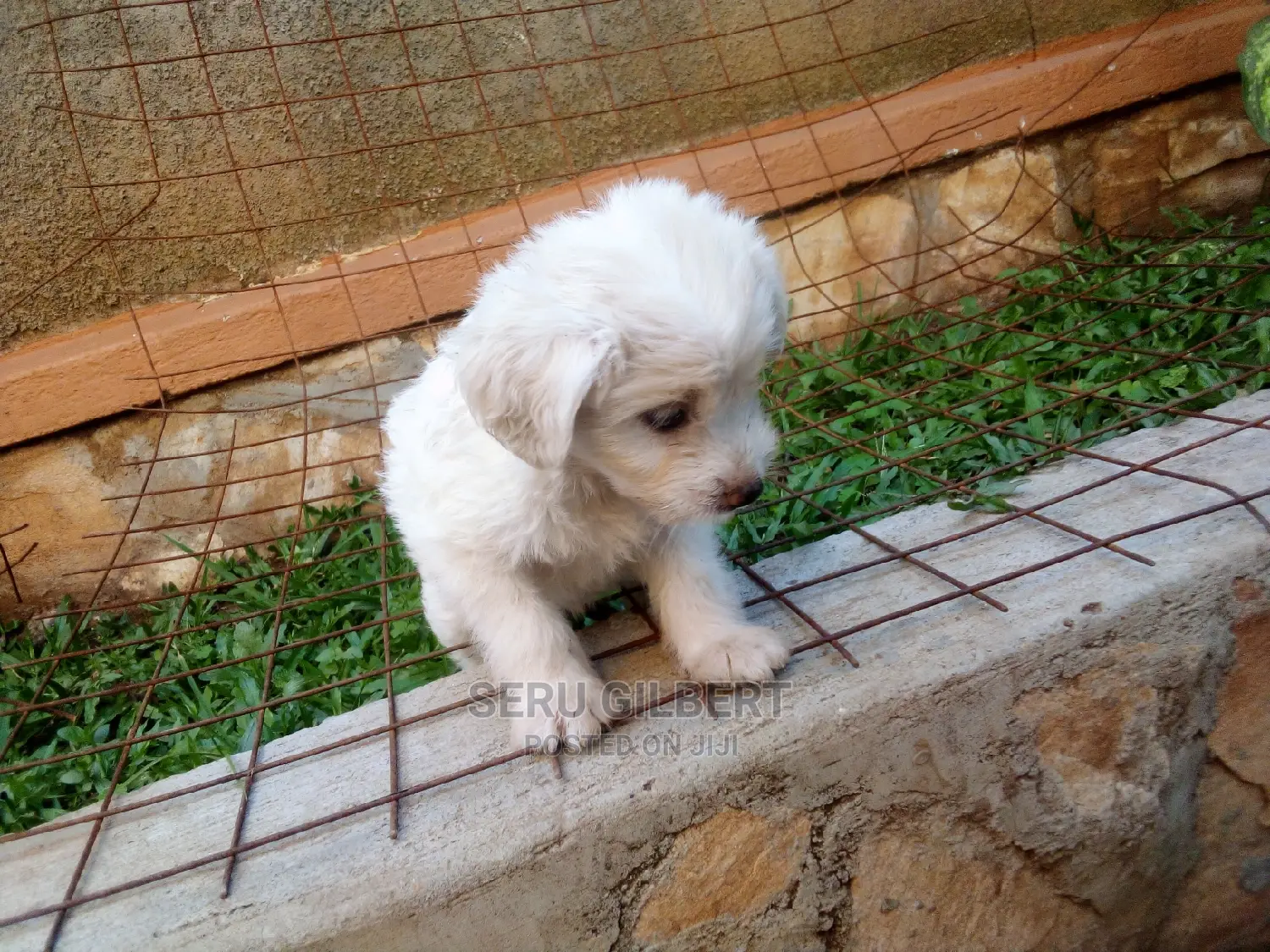 0-1 month Male Purebred Maltese