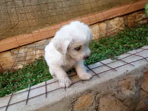 0-1 month Male Purebred Maltese