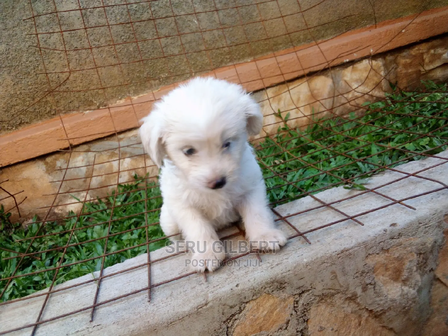 0-1 month Male Purebred Maltese