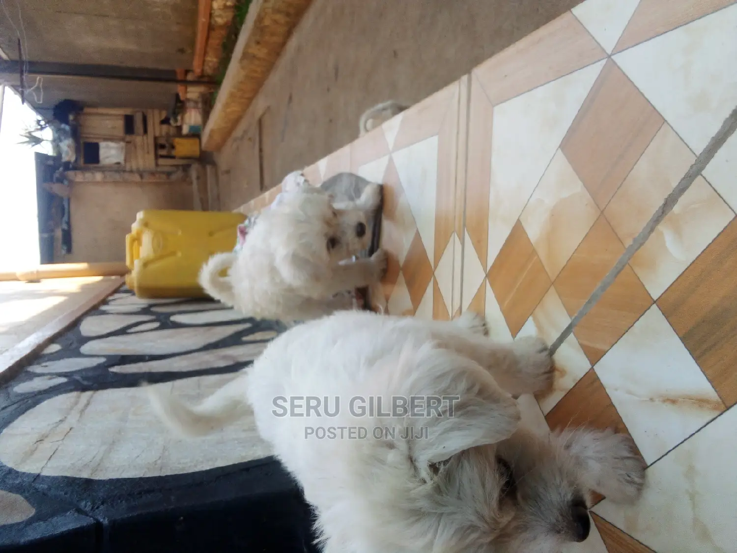 1-3 months Male Purebred Maltese