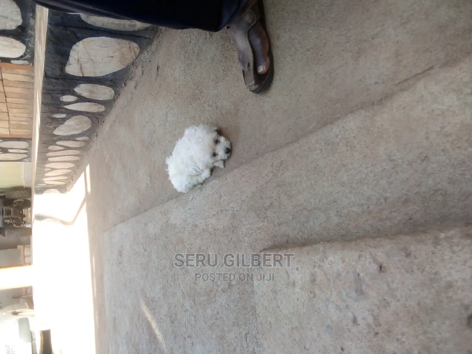 0-1 month Male Purebred Maltese