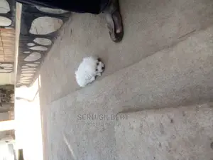 0-1 month Male Purebred Maltese